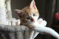 爱游戏入口-马刺强势拿下爵士，字母哥成为关键先生，一场定义赛季的胜利