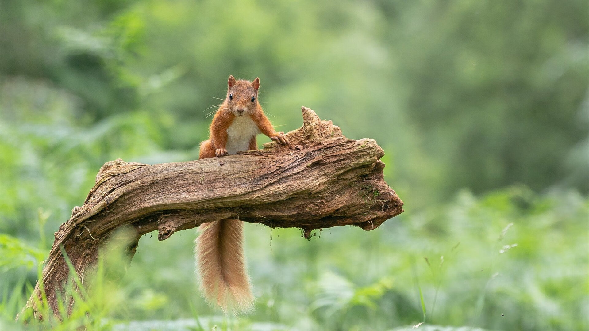 梅西一锤定音,西班牙阳光下的那不勒斯叹息